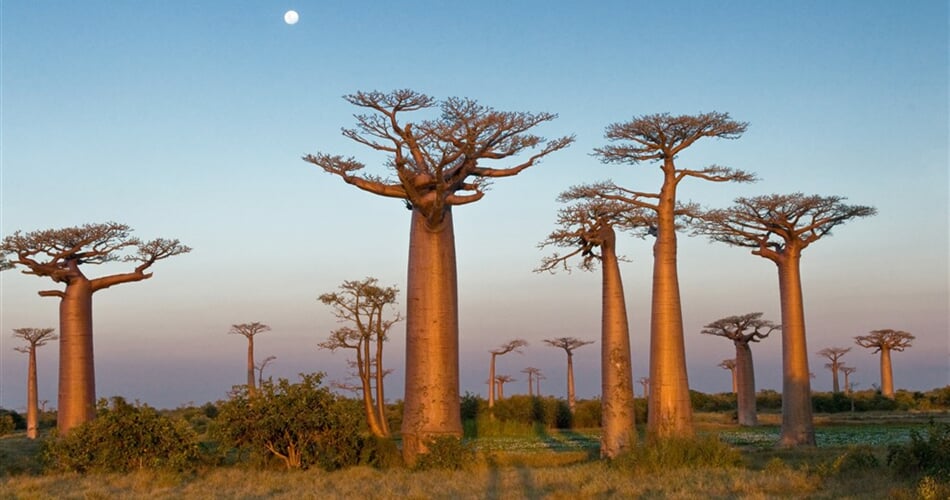 Madagaskar  - ostrov baobabů