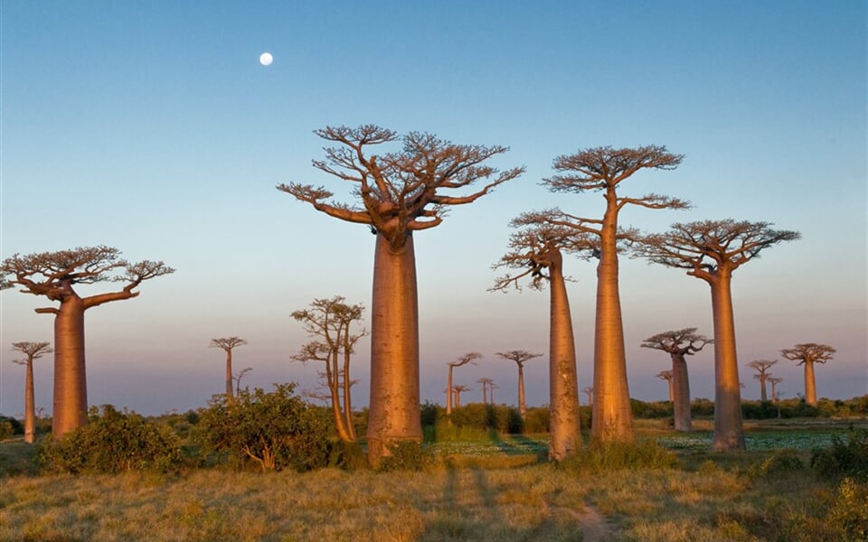Madagaskar  - ostrov baobabů