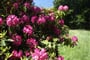 Německo - Kromlau - v době květu rododendronů je to tu pastva pro oči