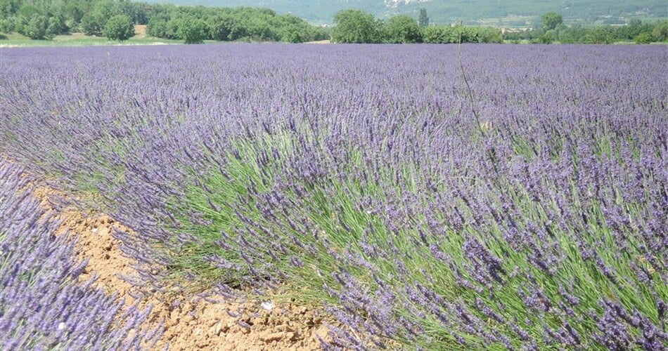 Francie - Provence - kraj voní levandulí