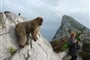 Španělsko - Andalusie - Gibraltar je jediné místo v Evropě kde volně žijí opice (magot bezocasý)