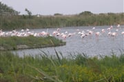 Camargue-03