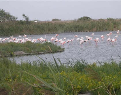 Camargue-03