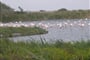 Camargue-03