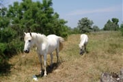 Camargue-10