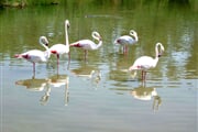 Camargue-06