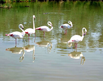 Camargue-06