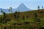 Srí Lanka - čajové plantáže a v pozadí Adam's Peak