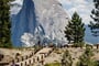 USA - NP Yosemite - nejkolmější útes v Severní Americe Half Dome