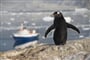 ushuaia 06