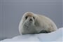ushuaia crab eating seal Paul Oneill