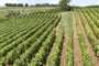 Francie - Champagne - na vinicích nejvíce pěstují odrůdy Chardonnay, Pinot Noir nebo Pinot Meunier, ta jsou základem pro výrobu šampaňského