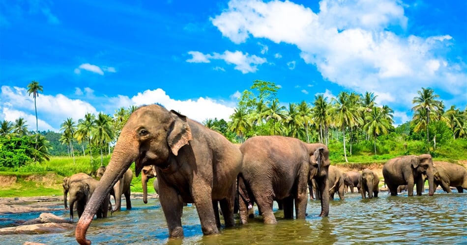 Srí Lanka - Sloni v řece
