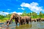 Srí Lanka - Sloni v řece