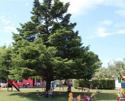 Camping Cisano San Vito (9)