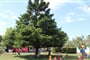 Camping Cisano San Vito (9)