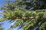 Francie - Provence - cedr atlantský (Cedrus atlantica).