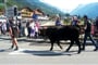 Švýcarsko a jeho lidová slavnost s průvodem nazdobených bojových krav