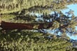 NP Sequoia - strom General Sherman (největší na světě podle objemu)
