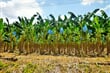 Banánové plantáže v Sixaole na kostaricko-panamské hranici