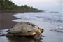 želva na pláži Tortuguero