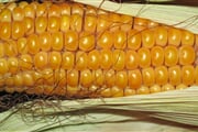 corn 190014 1920