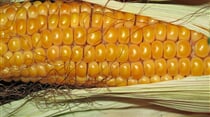 corn 190014 1920