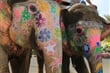 Indie_elephants_Jaipur_IMG_0165.JPG