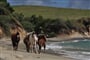 pláž s polodivokými koňmi na ostrově Vieques