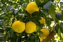 Citrusy