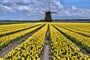 Holandsko - země tulipánů