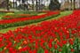 Poznávací zájezd Nizozemsko - jarní květinový park Keukenhof