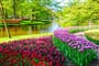 Holandsko - květinový park Keukenhof