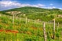 Maďarsko - Tokaj