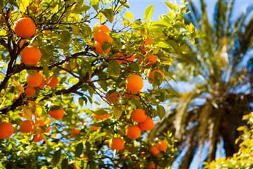 Valencie - Pobřeží Pomerančového Květu