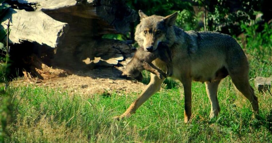 Zoo wroclaw