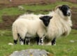 britanie-ma-dlouhou-tradici-chovu-ovci