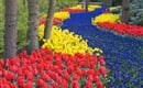 Poznávací zájezd Holandsko Květinové korzo