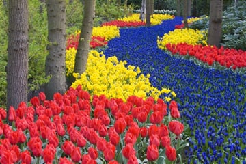 Holandsko Květinové korzo 2023, Amsterdam, Keukenhof, Zaanse Schans, Delft, Rotterdam, Antwerpy