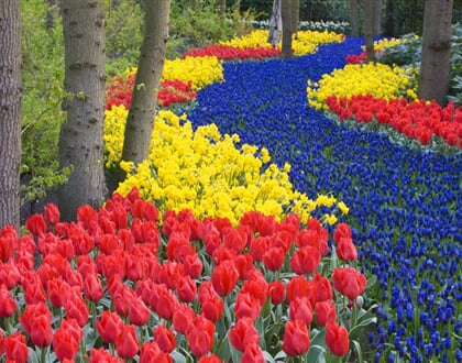 Poznávací zájezd Holandsko Květinové korzo