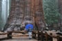 NP Sequoia - General Sherman Tree