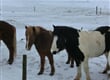 krasa-islandskych-koni-je-okouzlujici