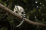 Lemur in their natural habitat, Madagascar._shutterstock_537182365