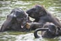 elephants bathing in the river_shutterstock_510168991