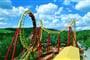 boomerang