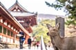Japonsko - město Nara