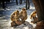 opičí rodinka - Ifran - Maroko