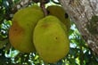 Réunion - tropické ovoce