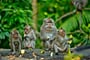 Adult monkeys sits and eating banana fruit in the forest. Monkey forest, Ubud, Bali, Indonesia._shutterstock_589592669