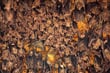 Colony of bats, hanging from the ceiling of Goa Lawah Bat Cave Temple and sleeping, in Bali, Indonesia._shutterstock_307627106